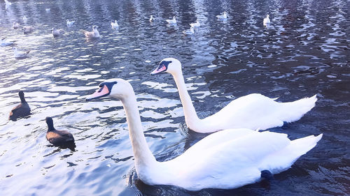 Swans swimming in lake