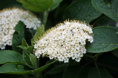 Close-up of white flowering plant