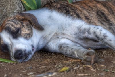 Close-up of dog sleeping