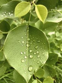 Close-up of leaves on leaf