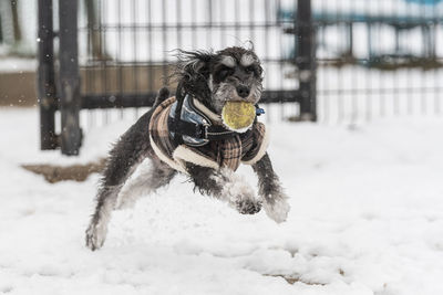 Dog running on snow field