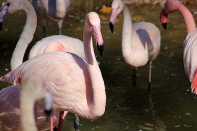 View of birds in lake