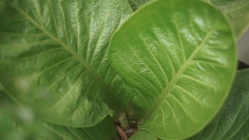 Close-up of fresh green leaves