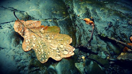 Close-up of leaf on water