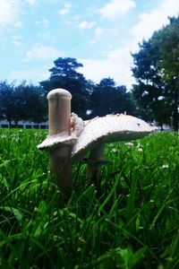 Trees on grassy field