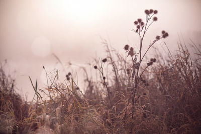 Close-up of dry plants on field against sky