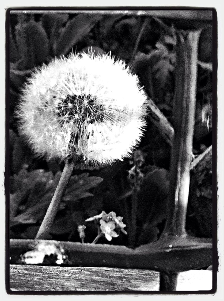 transfer print, auto post production filter, close-up, dandelion, nature, growth, flower, no people, outdoors, beauty in nature, plant, cactus, day, fragility, sky, spiked, wood - material, focus on foreground, water, thorn