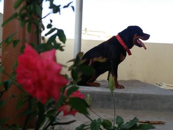 Dog looking away on plant