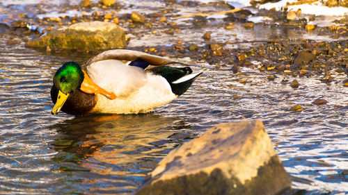 Close-up of duck swimming in lake