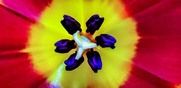 Close-up of purple iris flower