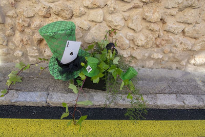 High angle view of plants on wall