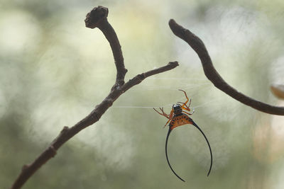 Macracantha, a genus of asian orb weaver spider