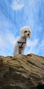 Low angle view of dog on rock against sky