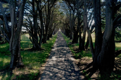 Road amidst trees in forest