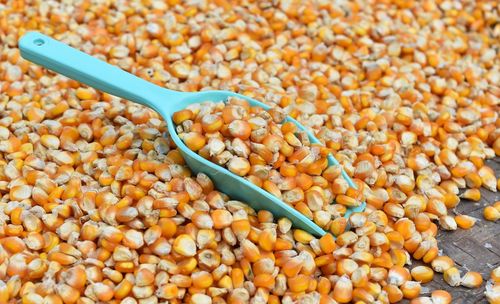 Close-up of corn kernels with spatula for sale