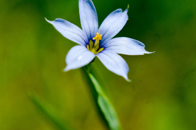 Close-up of flower