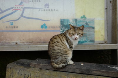 Close-up of cat sitting on wood