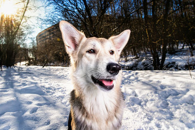 Portrait of dog on snow covered land