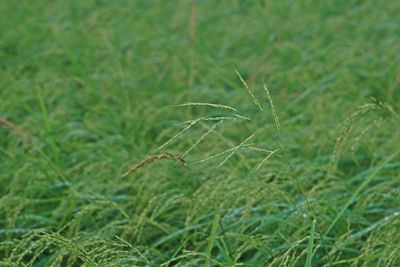 Close-up of grass on field