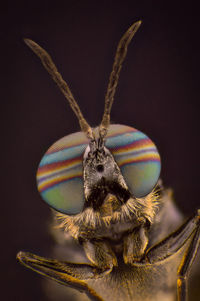 Close-up of insect on flower over black background