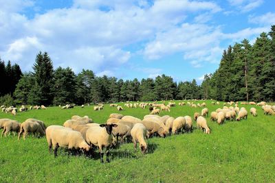 Sheep grazing on field against sky