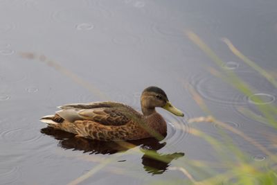 High angle view of mallard duck swimming in lake