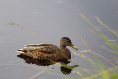 High angle view of mallard duck swimming in lake