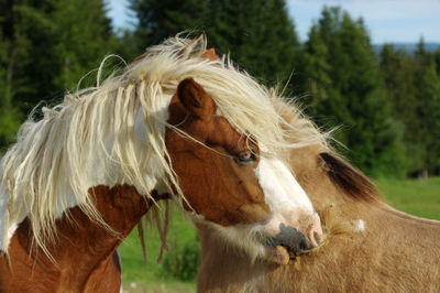 Two horses grooming each other