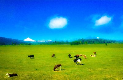 Scenic view of grassy field against cloudy sky