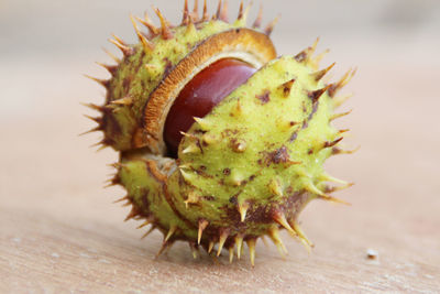 Close-up of horse chestnut seed on table