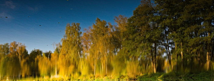 Trees growing in forest against sky during autumn