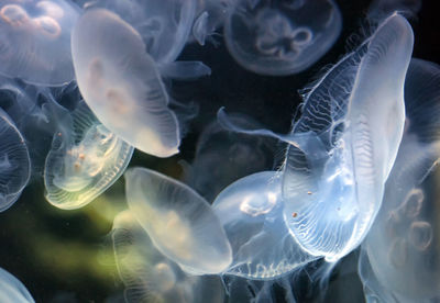 Close-up of jellyfish in sea