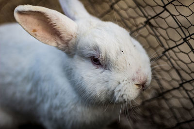 Close-up of a cute white bunny in a cage