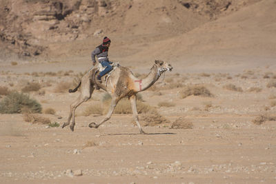 Man riding horse in desert