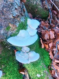 Close-up of plants by water