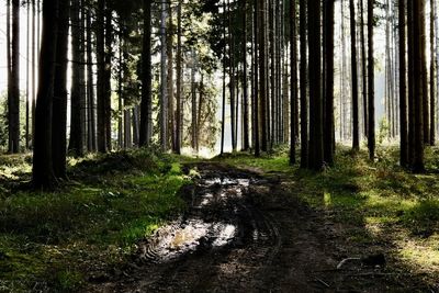 Trees in forest