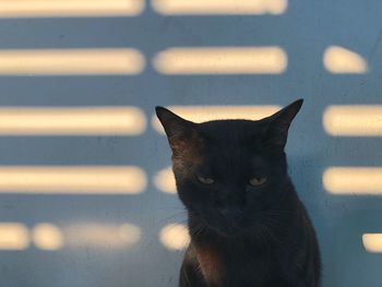 Close-up portrait of black cat