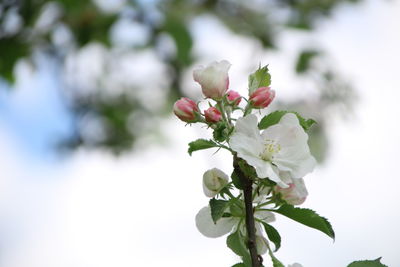 Close-up of white flowering plant