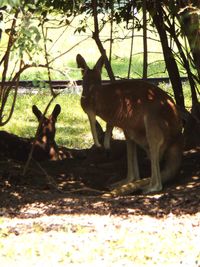 Deer standing on a field