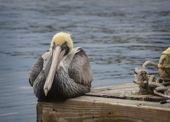 Close-up of pelican sitting on the edge of a dock  by the water