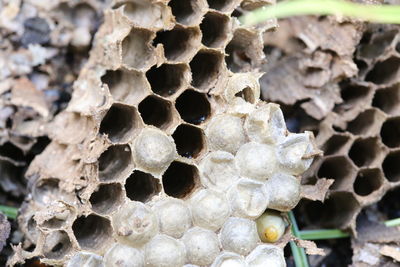 honeycomb