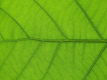 Close up green teak leaf texture