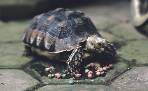 turtle