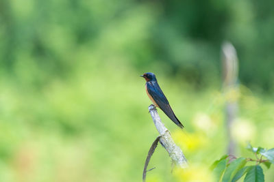 Close-up of bird perching on branch