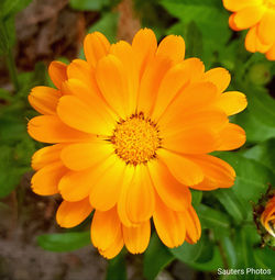 Close-up of yellow flowering plant