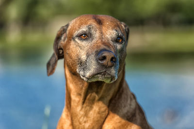 Close-up portrait of a dog