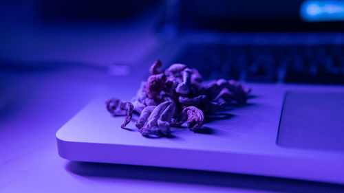 Close-up of purple flower on table