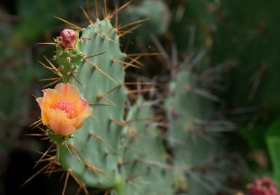 Close-up of succulent plant