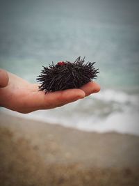 Sea urchin in the palm of the hand on the beach