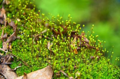 Close-up of plants growing on field